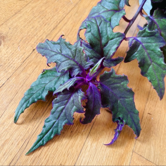 Live!!!  Purple Velvet Potted Plant - Picture 9 of 14